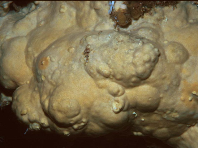 Stromatospongia micronesica